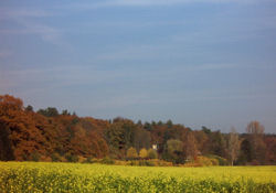 Göhrde im Herbst